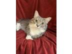 Adopt Sophie a Gray or Blue Domestic Longhair / Domestic Shorthair / Mixed cat