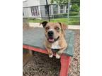 Adopt ESTELLA a Brindle American Pit Bull Terrier / Mixed dog in Indianapolis