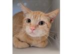Adopt Rupert a Domestic Shorthair / Mixed cat in Houston, TX (34742276)