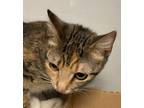 Adopt Helena a Domestic Shorthair / Mixed cat in Houston, TX (34742275)