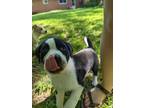 Adopt Cash a Black - with White English Pointer / Mixed dog in Cincinnati