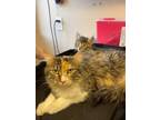 Adopt Ginny a All Black Domestic Longhair / Domestic Shorthair / Mixed cat in