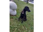 Adopt Nova a Black Labrador Retriever / Retriever (Unknown Type) / Mixed dog in