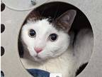 Adopt PERCY a White (Mostly) Domestic Shorthair / Mixed (short coat) cat in