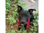Adopt Nate A Black American Pit Bull Terrier / Labrador Retriever / Mixed Dog In