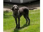 Adopt Cassie a Black Labradoodle / Mixed dog in Liberty Center, OH (34741772)