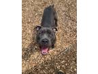 Adopt Stormie a Pit Bull Terrier / Mixed dog in Lincoln, NE (34741605)