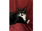 Adopt Marble a All Black Domestic Shorthair / Domestic Shorthair / Mixed cat in
