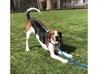 Adopt Loki a Hound (Unknown Type) / Mixed dog in Raleigh, NC (34741602)