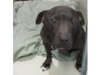 Adopt Leeona a American Staffordshire Terrier / Mixed dog in Raleigh