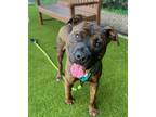 Adopt Dorian a American Staffordshire Terrier / Mixed dog in Raleigh