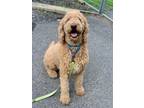 Adopt Lola a Tan/Yellow/Fawn Labradoodle / Mixed dog in Whitehall, PA (34743291)