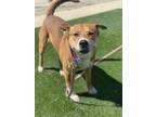 Carter, American Pit Bull Terrier For Adoption In Fresno, California