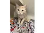 Bugs, Domestic Shorthair For Adoption In Duluth, Minnesota