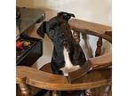Tillie, Boston Terrier For Adoption In Nashville, Tennessee
