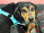 Adopt HOWL-O-WEEN* a Black and Tan Coonhound, Mixed Breed