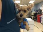 Adopt Dog a Yorkshire Terrier