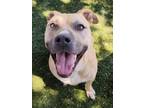 Adopt Nellie a Pit Bull Terrier