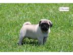 Pug Puppy for sale in Kirksville, MO, USA