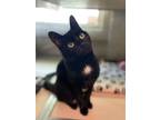 Adopt Lillie Pearl a Bombay, Domestic Short Hair