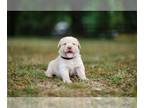 Labrador Retriever PUPPY FOR SALE ADN-390937 - AKC Yellow Labrador Puppy Black