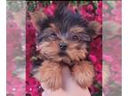 Yorkshire Terrier PUPPY FOR SALE ADN-390884 - Female Yorkies