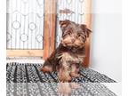 Yorkshire Terrier PUPPY FOR SALE ADN-390991 - Coco Toy Female Yorkie Puppy