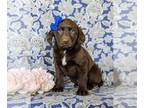Labrador Retriever PUPPY FOR SALE ADN-391417 - Adorable Lab Puppy