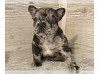 French Bulldog PUPPY FOR SALE ADN-390979 - Pretty French Bulldog