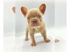 French Bulldog PUPPY FOR SALE ADN-391310 - Gio