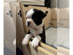 Boston Terrier PUPPY FOR SALE ADN-391484 - Boston boy puppy