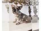 French Bulldog PUPPY FOR SALE ADN-391463 - The perfect gift for you