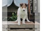 Collie PUPPY FOR SALE ADN-391006 - AKC Collie Lassie For Sale Fredricksburg OH