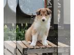 Collie PUPPY FOR SALE ADN-391008 - AKC Collie Lassie For Sale Fredricksburg OH
