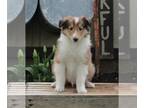 Collie PUPPY FOR SALE ADN-391009 - AKC Collie Lassie For Sale Fredricksburg OH