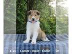 Collie PUPPY FOR SALE ADN-391435 - Friendly Collie puppy