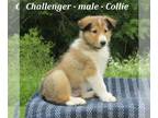 Collie PUPPY FOR SALE ADN-391436 - Friendly Collie puppy