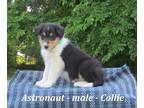 Collie PUPPY FOR SALE ADN-391437 - Friendly Collie puppy