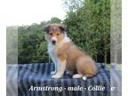 Collie PUPPY FOR SALE ADN-391438 - Friendly Collie puppy