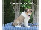 Collie PUPPY FOR SALE ADN-391439 - Friendly Collie puppy
