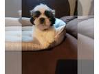 Shih Tzu PUPPY FOR SALE ADN-391159 - Puppies for sale