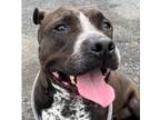 Adopt Jax (In shelter) a Pit Bull Terrier