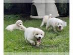 Great Pyrenees PUPPY FOR SALE ADN-391148 - Great Pyrenees puppies available June