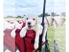 Great Pyrenees PUPPY FOR SALE ADN-391308 - Great Pyrenees