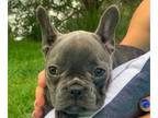 French Bulldog PUPPY FOR SALE ADN-391078 - MARY FRENCHIE BLUE