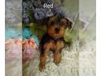 Yorkshire Terrier PUPPY FOR SALE ADN-390930 - Yorkie puppies