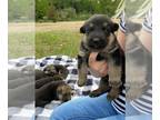 German Shepherd Dog PUPPY FOR SALE ADN-391062 - AKC German Shepard Dog Puppies