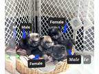 Pomeranian PUPPY FOR SALE ADN-391277 - Pomeranian puppies