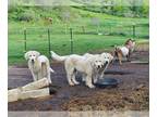 Maremma Sheepdog PUPPY FOR SALE ADN-391262 - Maremma Livestock Guardian Puppies