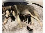 Alaskan Malamute PUPPY FOR SALE ADN-391227 - Giant Alaskan Malamute puppies